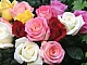 10 meilleures variétés de roses pour la Sibérie