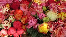 Top 10 des roses Floribunda