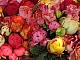 Top 10 des roses Floribunda