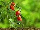 15 meilleures variétés de tomates à faible croissance pour terrain découvert